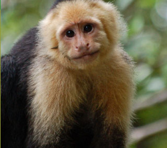 Monkey long tail standing on free wallpaper for tablet - medium preview image