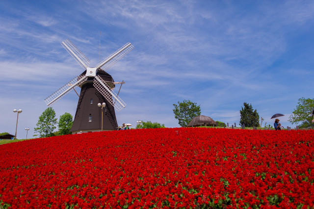 Windmill hill red flowers people free wallpaper for desktop - medium preview image