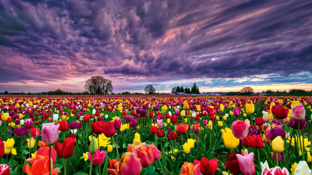 Field flowers purple sky clouds free wallpaper for desktop - medium preview image