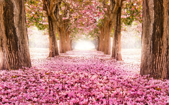 Pathway pink flowers trees background free wallpaper for desktop - medium preview image