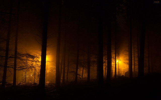 Dark forest light fog trees free wallpaper for desktop - medium preview image