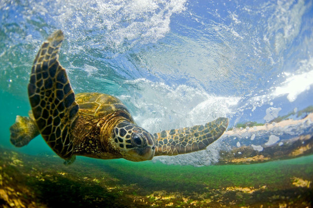 Turtle swimming ocean wave person free wallpaper for desktop - medium preview image