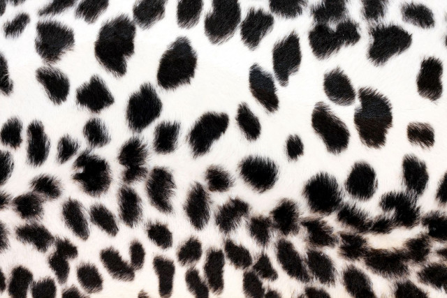 Black white animal print pattern free wallpaper for desktop - medium preview image