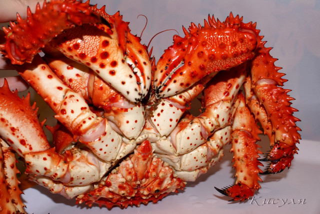 Crab closeup hand knife claws free wallpaper for desktop - medium preview image