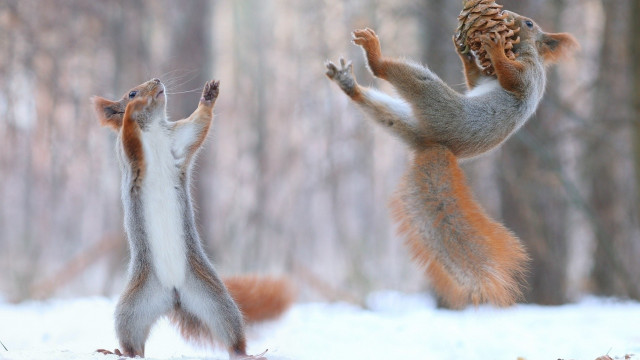 Squirrels playing pinecone snow forest free wallpaper for desktop - medium preview image