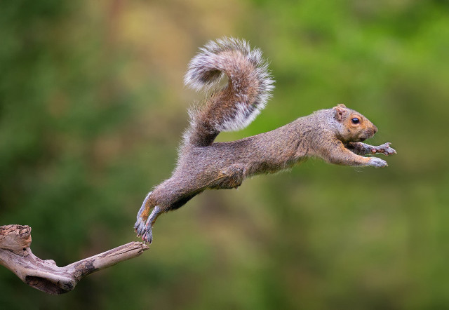 Squirrel jumping branch air tail free wallpaper for desktop - medium preview image