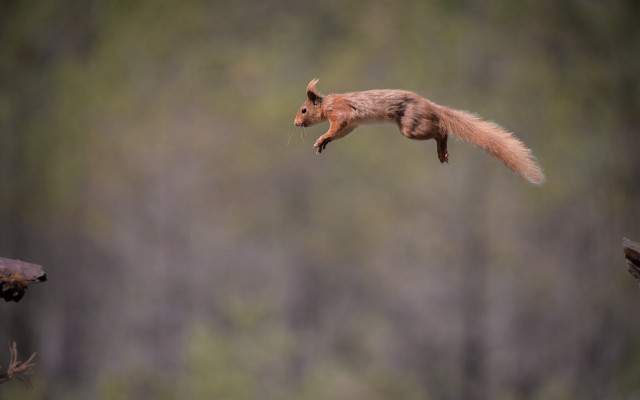 Squirrel flying air tail extended #2 free wallpaper for desktop - medium preview image