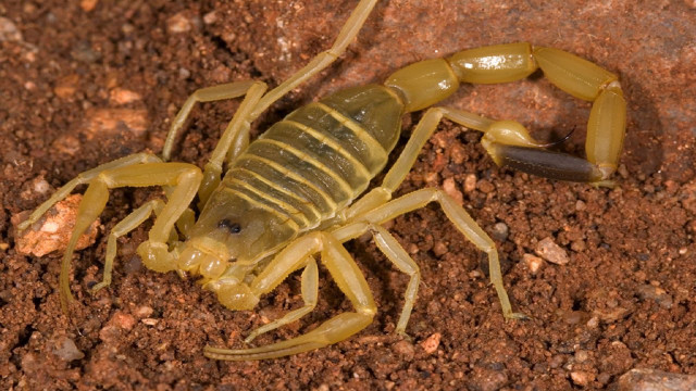Scorpion sitting ground dirt black free wallpaper for desktop - medium preview image