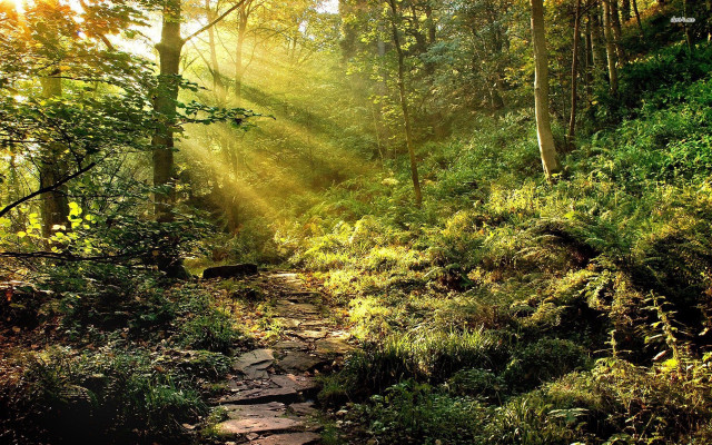 Wooded path sunlight stone path free wallpaper for desktop - medium preview image