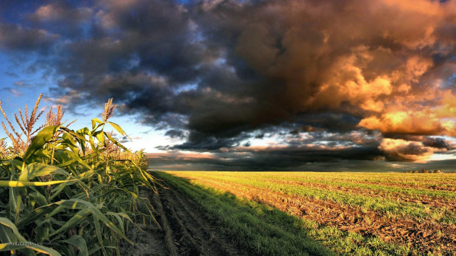 Field dirtroad cloudy sky corn free wallpaper for desktop - medium preview image