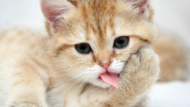 Small kitten tongue hanging out free wallpaper for desktop - medium preview image