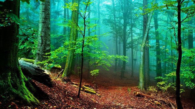 Forest trail fog trees background free wallpaper for desktop - medium preview image