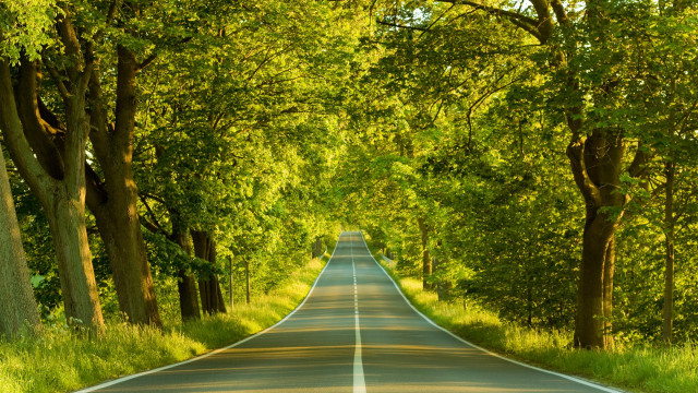 Road trees lining both sides free wallpaper for desktop - medium preview image