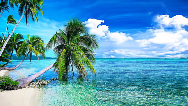 Tropical beach palm trees clear #2 free wallpaper for desktop - medium preview image