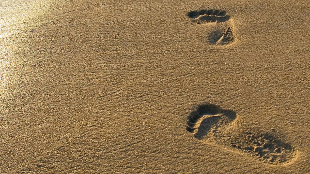 Footprints sand water bird flying #2 free wallpaper for desktop - medium preview image