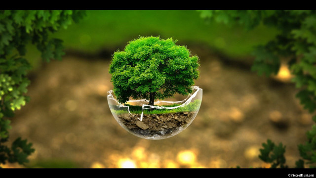 Tree glass vase inside image free wallpaper for desktop - medium preview image