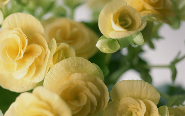 Yellow flowers green leaves water free wallpaper for desktop - medium preview image