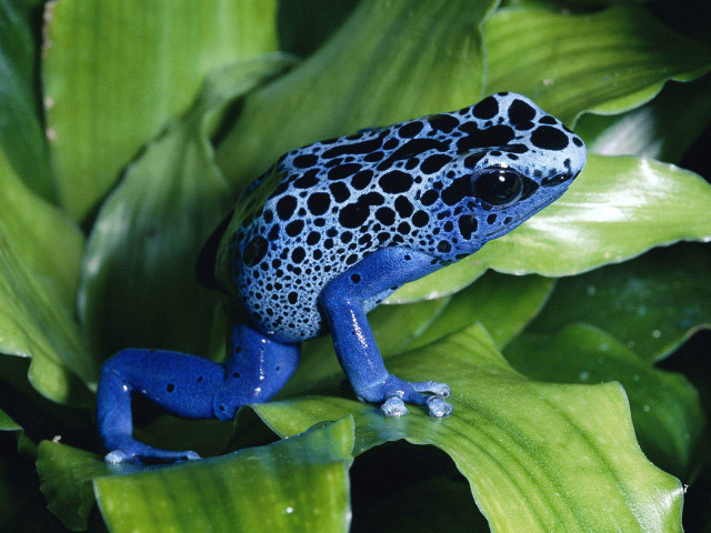Blue black frog green leaves free wallpaper for desktop - medium preview image