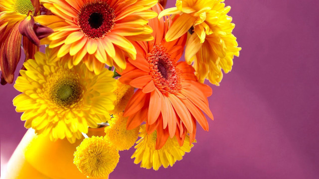 Yellow vase colorful flowers purple free wallpaper for desktop - medium preview image