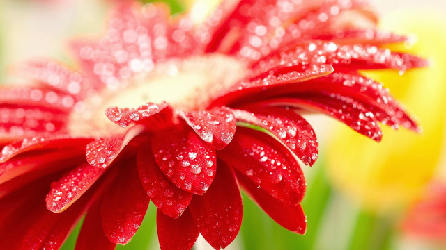 Red flower water droplets blurry #3 free wallpaper for desktop - medium preview image