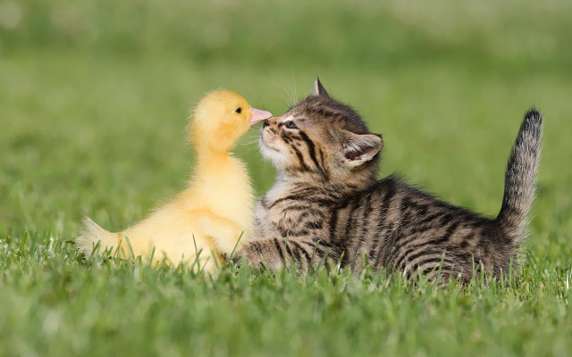 Kitten duckling grass together cute free wallpaper for desktop - medium preview image