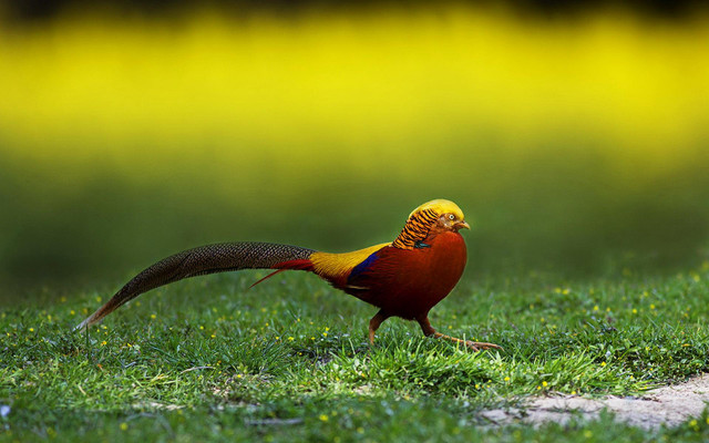 Colorful bird walking grass yellow free wallpaper for desktop - medium preview image
