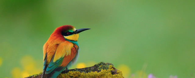 Colorful bird mossy rock flower free wallpaper for desktop - medium preview image