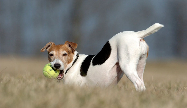 Dog running field ball mouth free wallpaper for desktop - medium preview image