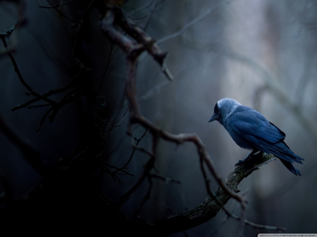 Blue bird branch forest night free wallpaper for desktop - medium preview image