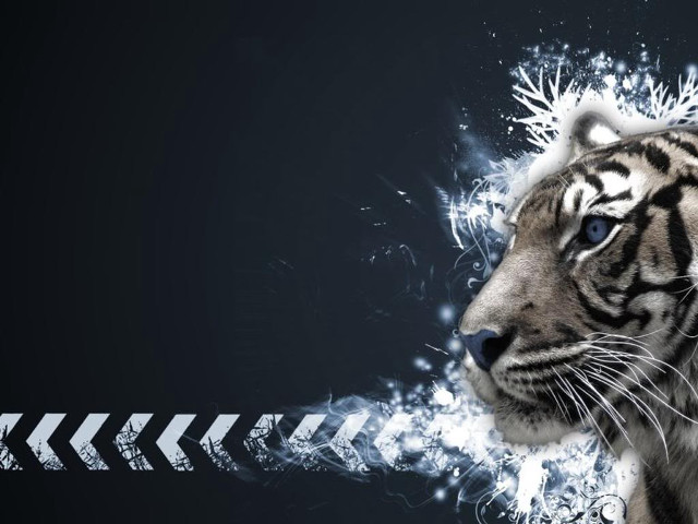 White tiger blue eyes black free wallpaper for desktop - medium preview image