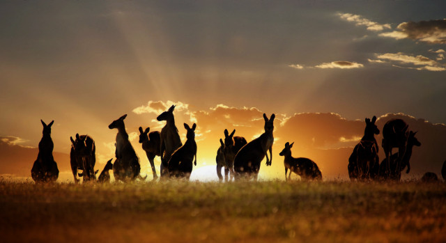 Giraffes field sunset sunlight clouds free wallpaper for desktop - medium preview image