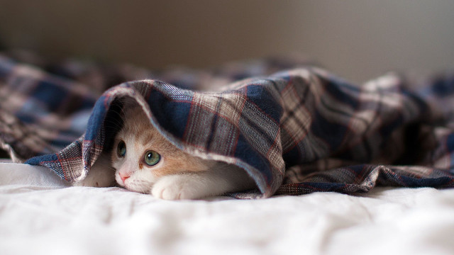 Cat hiding under blanket bed #2 free wallpaper for desktop - medium preview image