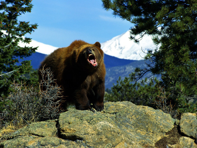 Brown bear rocky hillside forest free wallpaper for desktop - medium preview image