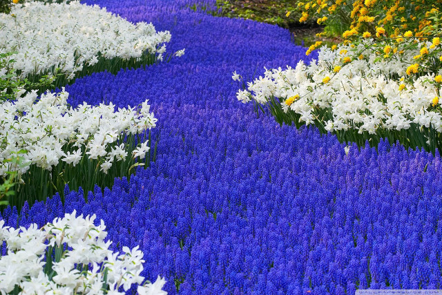 Garden blue path flower field free wallpaper for desktop - medium preview image