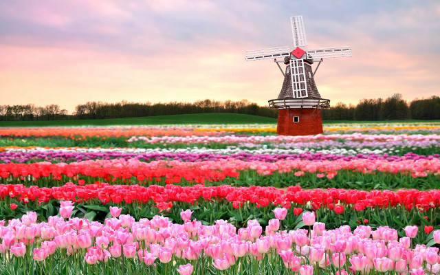 Windmill tulips sunset pink white free wallpaper for desktop - medium preview image