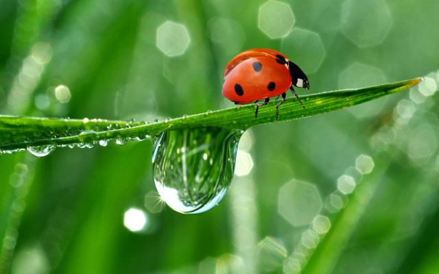 Ladybug green leaf water droplets #9 free wallpaper for desktop - medium preview image