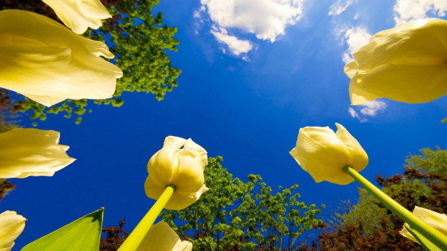 Yellow flowers blue sky clouds #13 free wallpaper for desktop - medium preview image