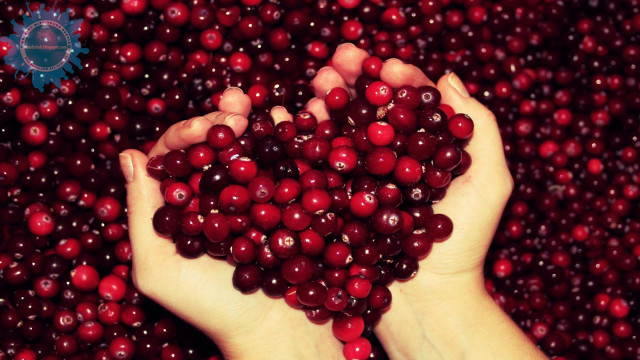 Person holding cranberries blue star free wallpaper for desktop - medium preview image
