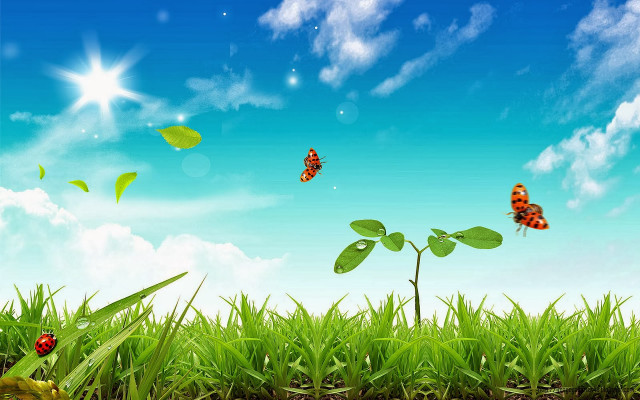 Field grass butterflies blue sky #3 free wallpaper for desktop - medium preview image