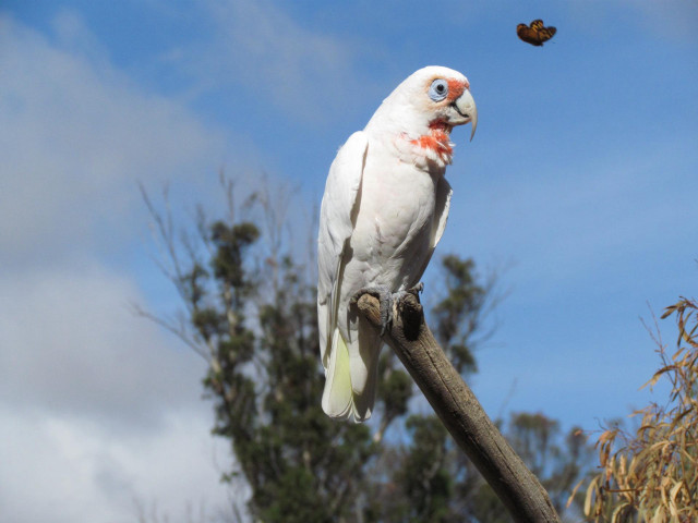 White bird butterfly branch ecological free wallpaper for desktop - medium preview image