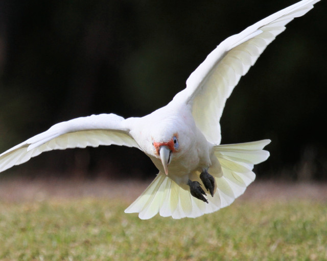 White bird red beak flying #2 free wallpaper for desktop - medium preview image