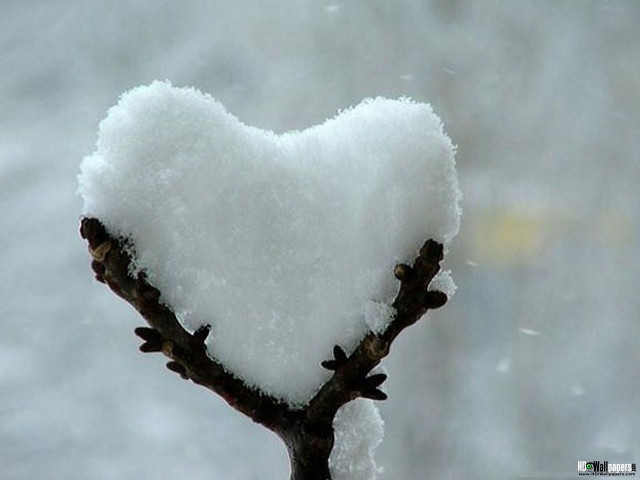 Heart shaped snow branch blurry free wallpaper for desktop - medium preview image