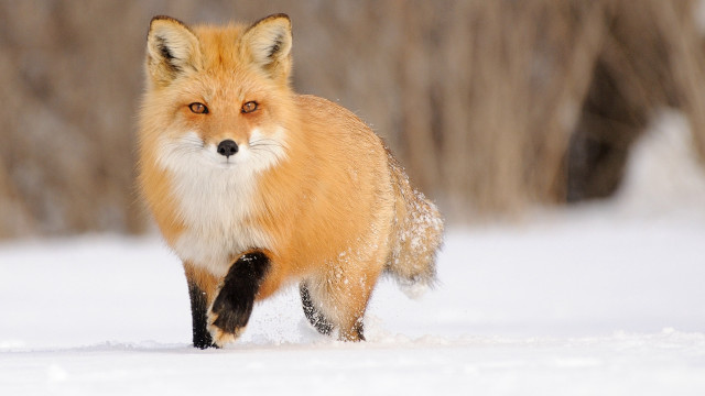 Red fox running snow woods free wallpaper for desktop - medium preview image