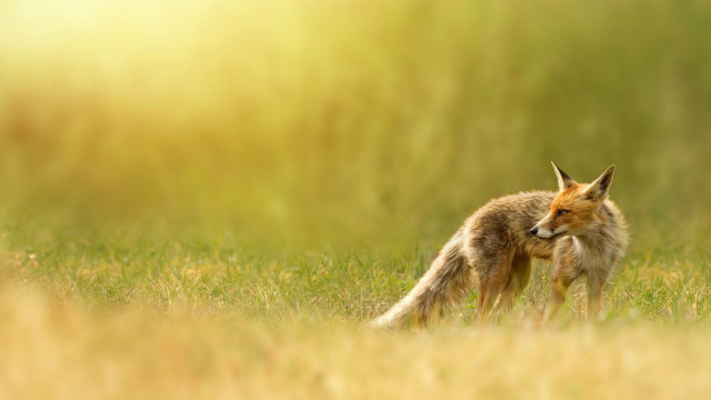 Fox standing field grass looking free wallpaper for desktop - medium preview image