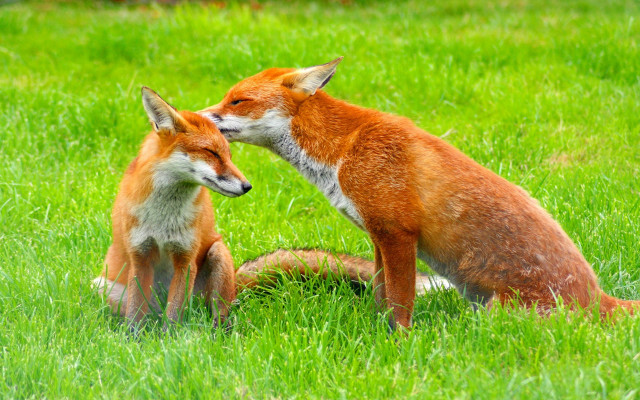 Two foxes kissing in grass free wallpaper for desktop - medium preview image