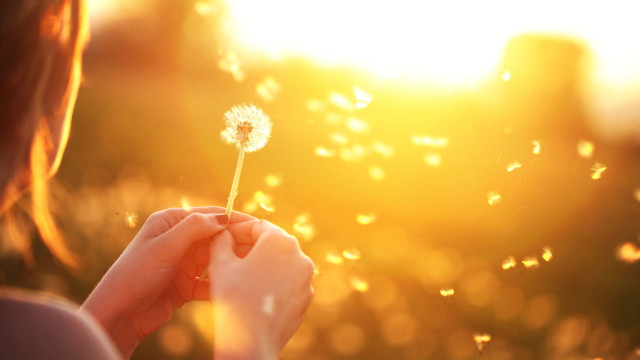 Woman holding dandelion sun shining free wallpaper for desktop - medium preview image