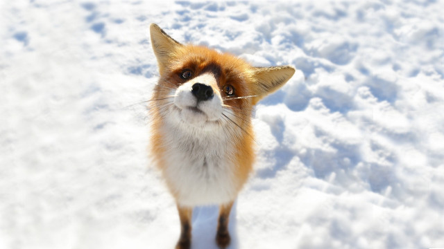 Fox snow surprised look camera free wallpaper for desktop - medium preview image