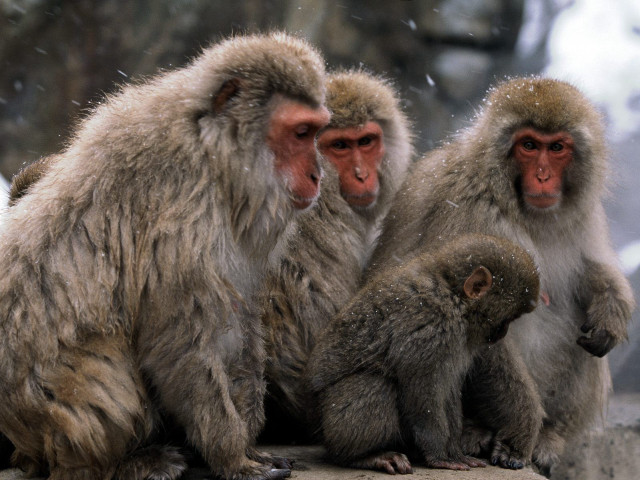 Three monkeys snow rock head free wallpaper for desktop - medium preview image