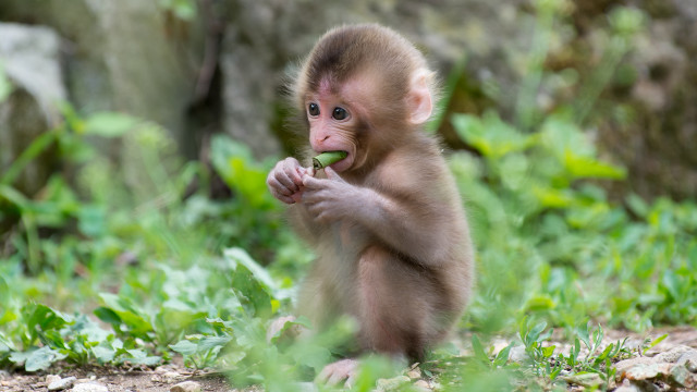 Small monkey eating grass neck free wallpaper for desktop - medium preview image