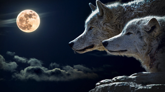 White wolves moon clouds dark free wallpaper for desktop - medium preview image